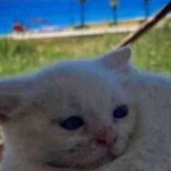 skidee got it (prod skidee)