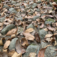 JMOmusic - La danza del cisne negro