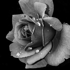 Beauty Of Black And White