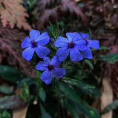 Anomalous Blue ( New Sun Version )