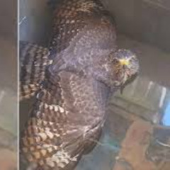 Completo: Hondureño encuentra un gavilán en su pila y el video se vuelve viral