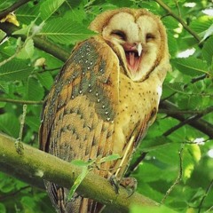 120 DIE EULE 2🦉