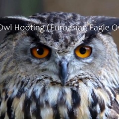 Owl hooting in silent night - Euroasian eagle owl