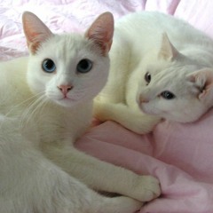 لا أشعر بفمي