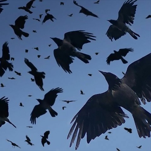 🐦‍⬛🐦‍⬛🐦‍⬛🐦‍⬛ a murder 🐦‍⬛🐦‍⬛🐦‍⬛🐦‍⬛