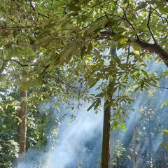 Sầu Tương Tư