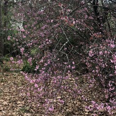 our flowers won’t bloom here again - demo