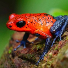 Frog Friday