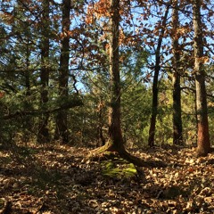 Will Houses and Brain Spaces