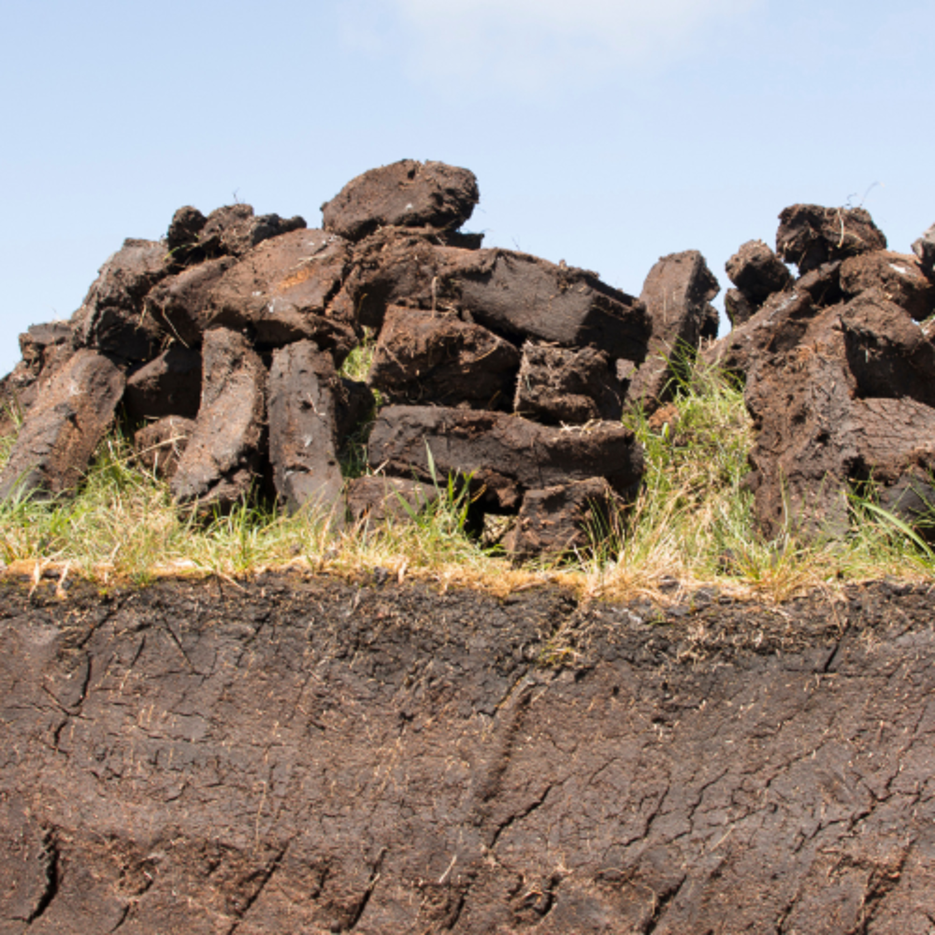 Calls For Immediate Measures To Allow Sale Of Turf