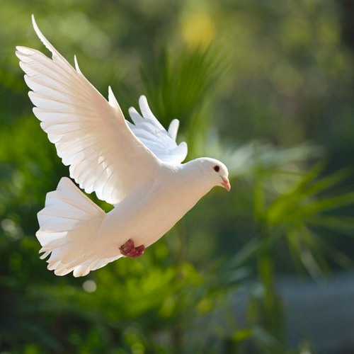 PEACE Collab with PETRA HALL