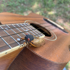 Cicada