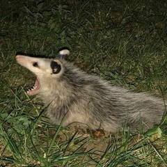 i scream but all i hear back is dead silence