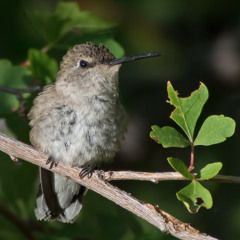 Episode 191 Elaine's Hummingbirds Part 2