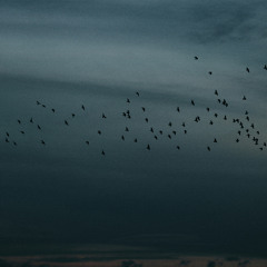 starlings and storms