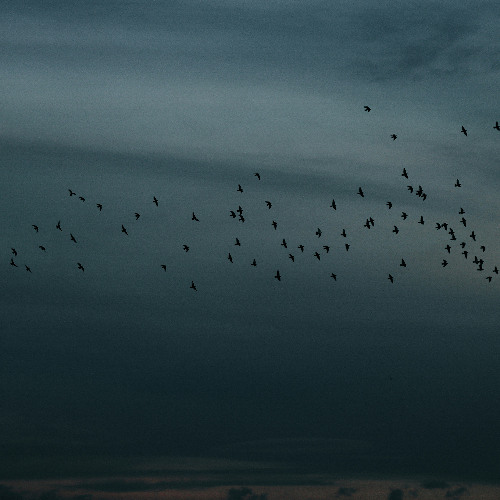 starlings and storms