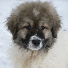 Шейх Мансур