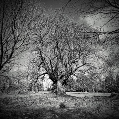 In the Ancient Meadow