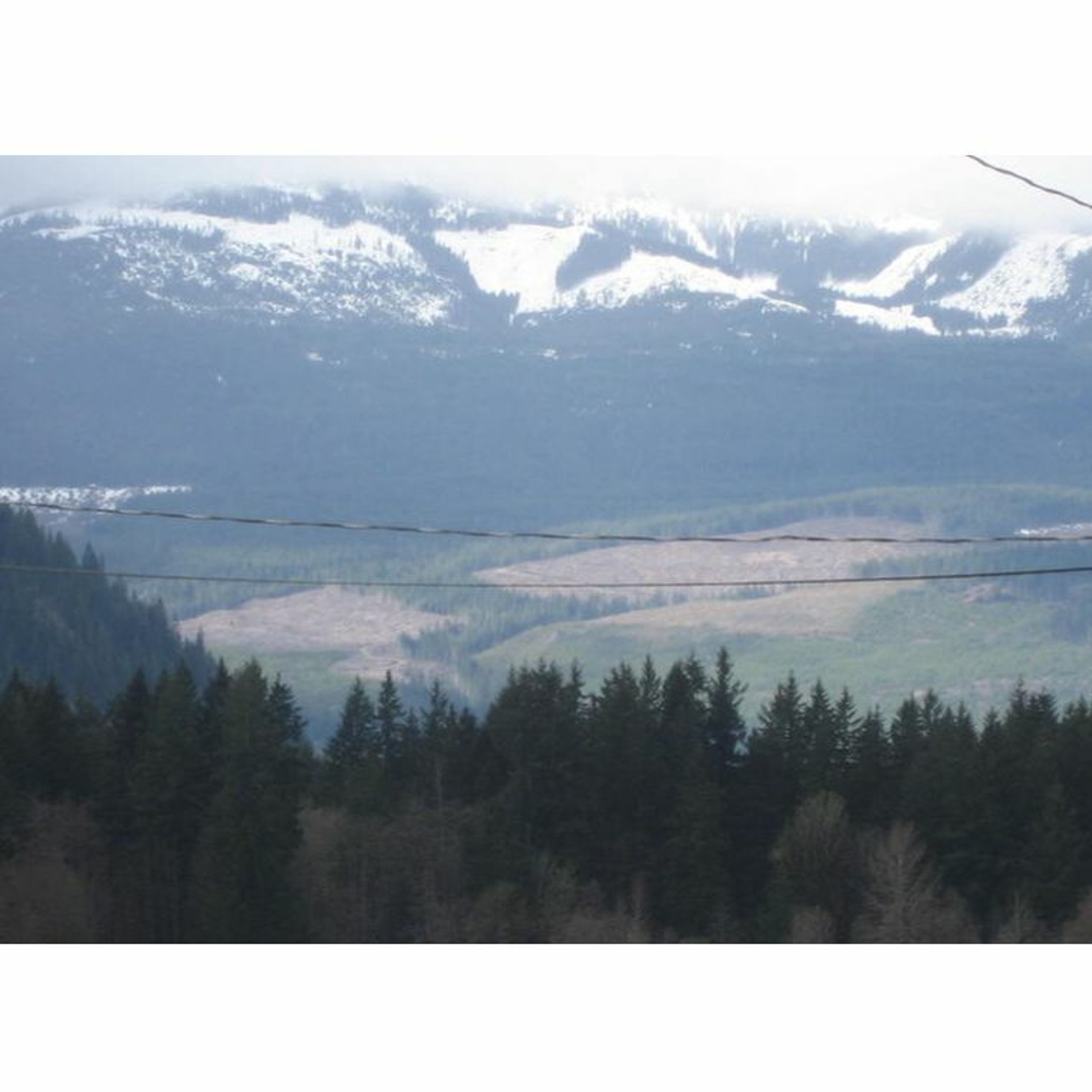 Day of Action for Old Growth in Campbell River