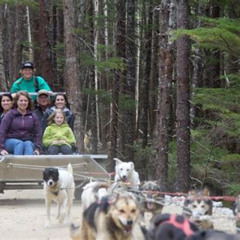 Review Special Price Sled Dog Adventure In Skagway