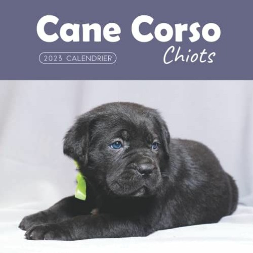 [VIEW] EPUB KINDLE PDF EBOOK Cane Corso Chiots Calendrier: Calendrier 2023 - 8.5''x8.5'' - Cadeaux p