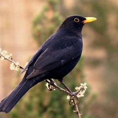 BLACKBIRD COVER - BIBI BOURELLY