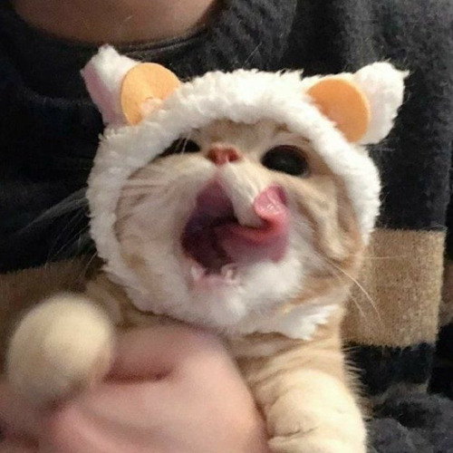 kitten fur hexed