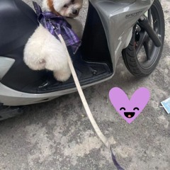 Lừa Dối HK Remix