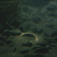 Mystery Of The Ring (Unofficial The Lord Of The Rings Soundtrack)