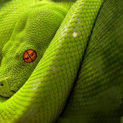 Jennysablowupsnakeeyes