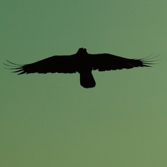 I am in a trance 🧘🏻‍♂️🍀😌