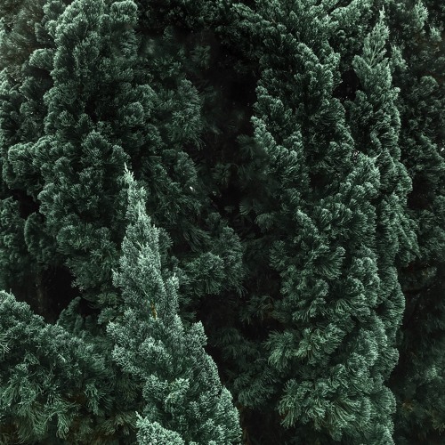 Sad Minuet - Sir Cubworth