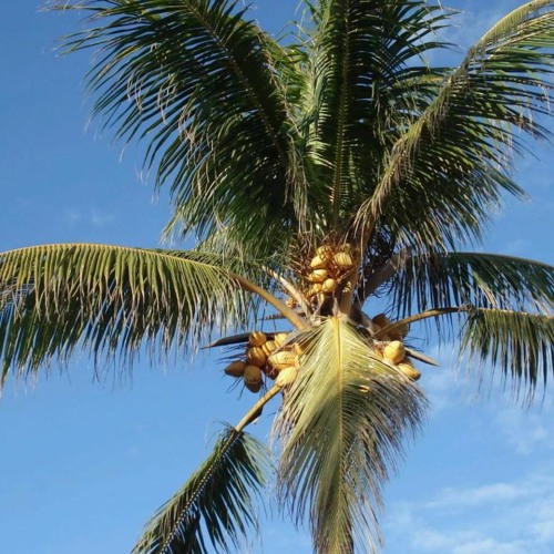 1951 background sport music 🐤FREE DOWNLOAD