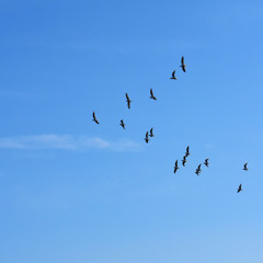 Birds