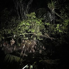 Ecuadorian Amazon Rainforest Night