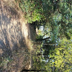 Not The Night Wind (Nana Grizol)