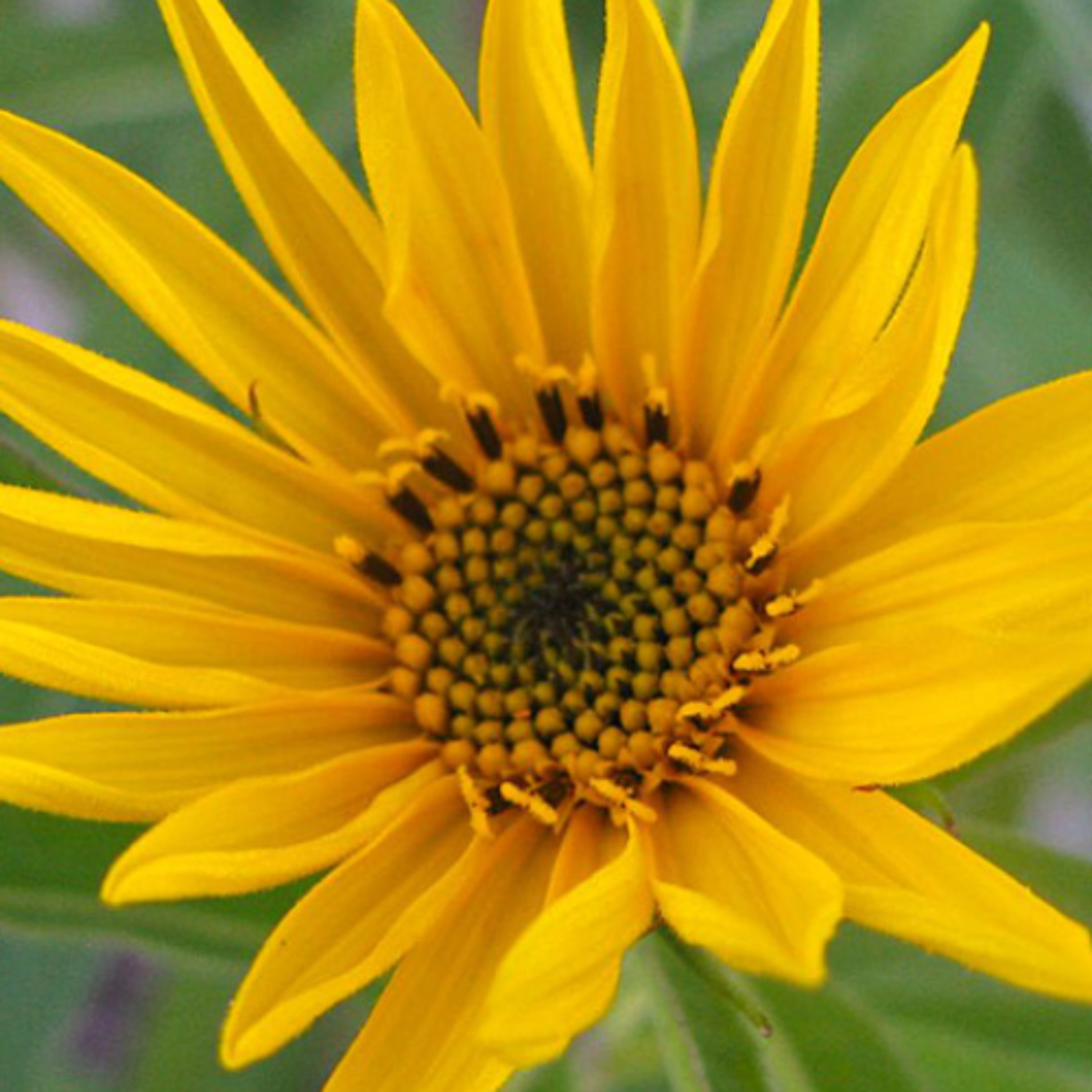 helianthus episode artwork