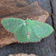 Moth Music Cause Yes 2