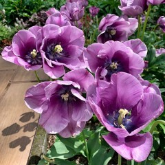 Keenan Nasution - Nuansa Bening