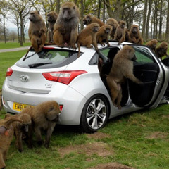 Monkey On The Car! (Uptempo)