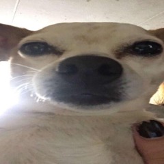 Music That Makes You Poop