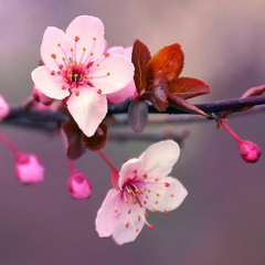 Cherry Blossoms (clip)
