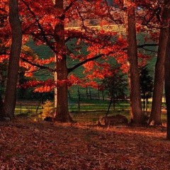 Autumn Red