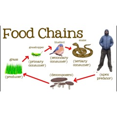 ICY3 - FOOD CHAIN
