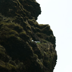frontal lobe
