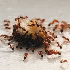 Les fourmis sont-elles intelligentes ?