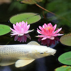 Attirail feat Kaneda - Lester - Le Mez