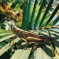 Insects - Crickets Chorus Played At Half Speed