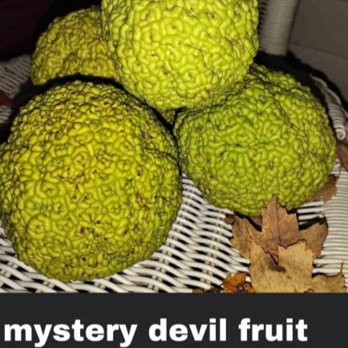 Stream The One Piece Is Real Meme Can We Get Much Higher 1 By