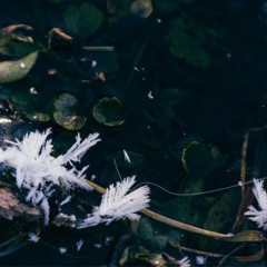 Whispers of the Forest
